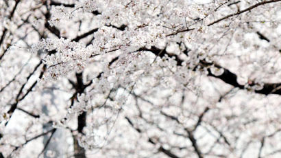 [사진] 여의도 벚꽃축제 활짝