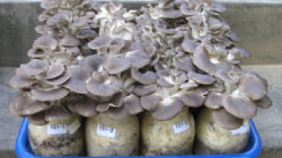 산느타리버섯 새 품종 ‘호산’ 개발