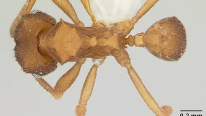 [사진] 딸만 낳는다…수컷 없는 '아마존 개미'