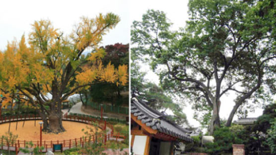 서울의 삶 수백 년 지켜본 저 나무들