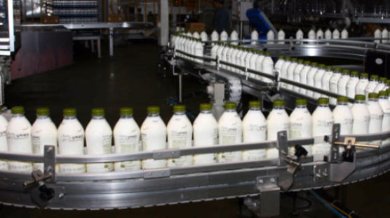 “항생제를 없앴다” 유기농 우유 만들기