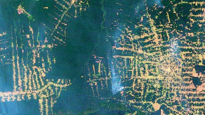 30년 새 열대우림 3분의 1이 농경지·목초지로 … 잘려나가는 아마존