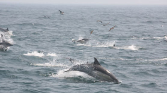국제사회에 ‘고래잡이 재개’요구 목소리 낸다