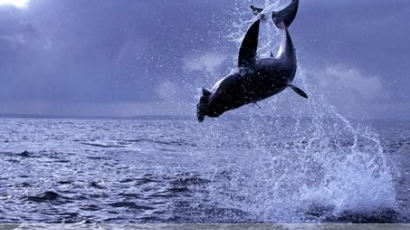 [사진] 백상아리는 바다의 ‘연쇄 살인범’