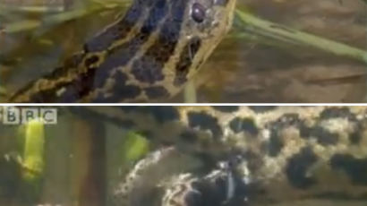 [사진] 아나콘다 물속 출산 장면 화제