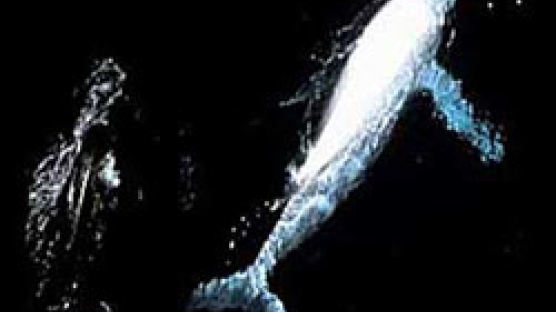 '세상에 단 한마리 뿐' 온몸이 하얀 혹등고래