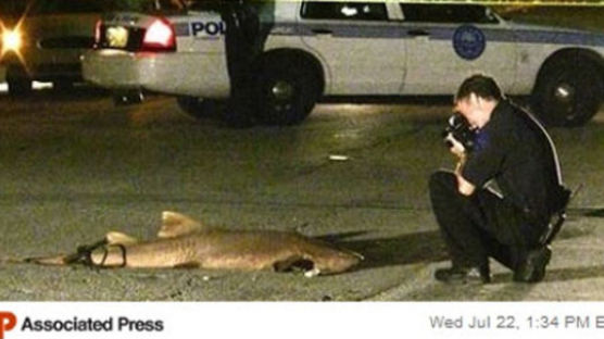 죽은 상어가 도로 한복판에…시민들 '깜짝'
