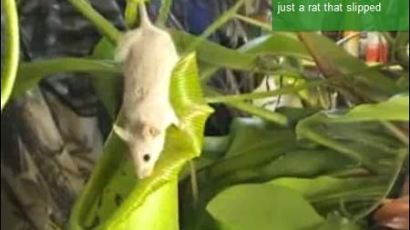 [사진] 쥐 잡아 먹는 육식 식물