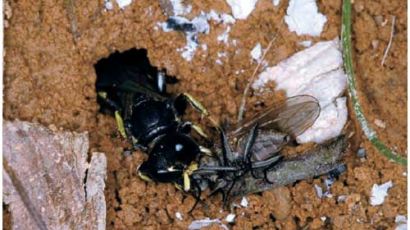 [사진] 곤충세계도 약육강식 … 파리를 사냥하는 벌
