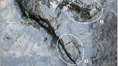 세계 최대 익룡 발자국 화석, 군위 1억 년 전 지층서 발견