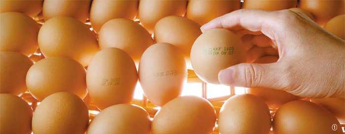 영양만점 계란의 변신 | 중앙일보