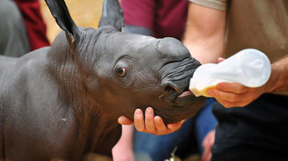獨 아기 코뿔소, 제2의 크누트로 인기