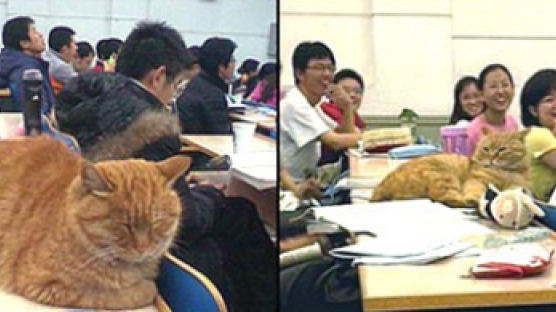[사진]中베이징대서 수업 듣는 '학구파' 고양이
