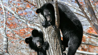 [사진] 지리산에 풀어준 반달가슴곰 형제