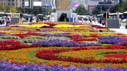 광화문광장 1억대 들여 가을꽃 새 단장