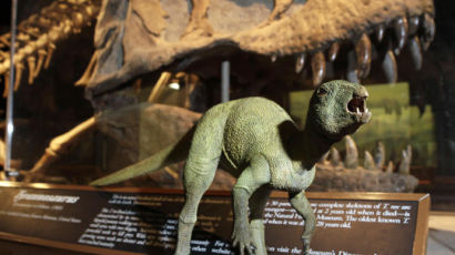 [사진] 세상에서 가장 작은 공룡