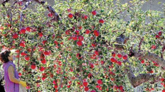 [사진] 한 그루에 1000개 넘는 사과가