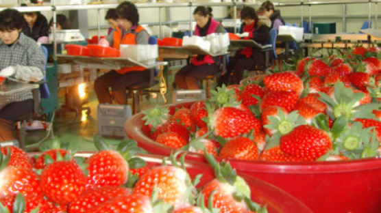 진주 딸기, 파프리카·새송이·단감·배에 이어 수출 1000만 달러 눈앞