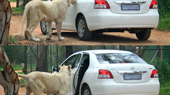 [사진] 사파리 공원서 사자 밥 될뻔했던 운전자