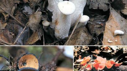 [사진] 버섯 2종 세계 첫 발견 … 국내에 없던 13종도 모습 드러내