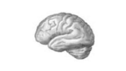 [분수대] 뇌 연구