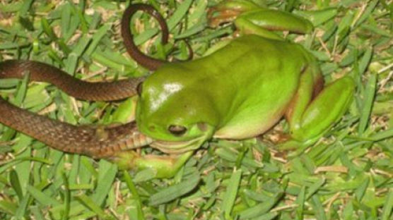 [사진] '뱀 식사'를 즐기는 개구리가 등장