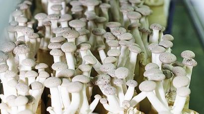 고급 기능성 버섯 ‘머쉬마루버섯’ 선보여