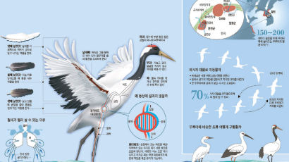 장수 상징 두루미, 실은 30~50년 살아