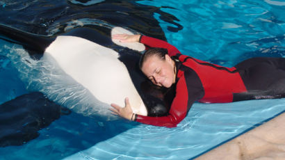[사진] 이렇게 사랑했건만 … 미 조련사 범고래 습격으로 숨져