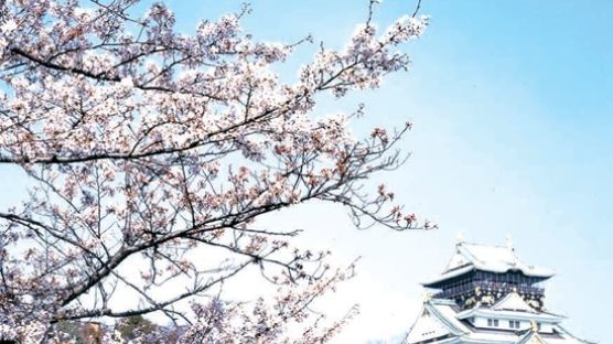왕벚꽃나무에 흐르는 역사의 ‘장엄교향곡’