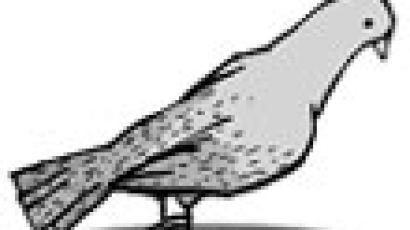 [분수대] 비둘기의 수난