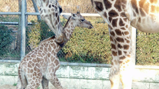 [사진] 우치동물원의 새끼 기린