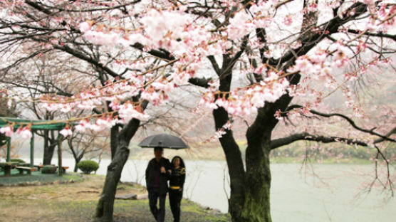 [사진] 남녘엔 봄 … 섬진강 벚꽃축제 D-1