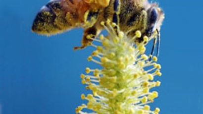 식목일 … 위기에 처한 꿀벌의 호소