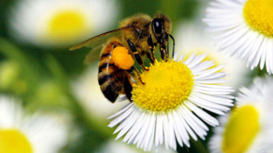 오늘 식목일 … 꿀벌들의 대화