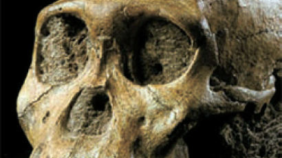 원인~인류 중간존재? … 남아공서 새 화석유골 발견