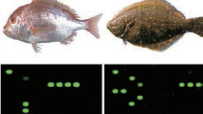 수입품·국산 척척 … 휴대용 생선 DNA 판독기 나온다