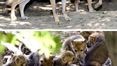 [사진] 한국 늑대 30년 만에 종족 번식