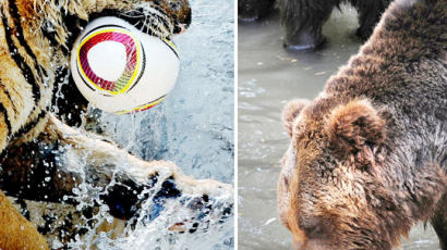 [사진] 호랑이, 곰도 월드컵이 좋아