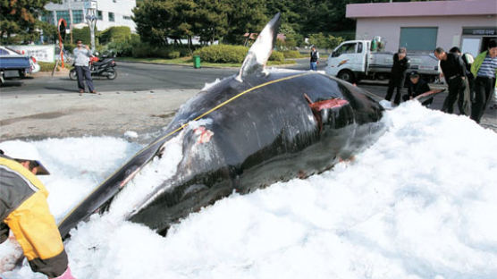 고래고기 찾는 사람 늘고 값 오르자 불법포획 기승