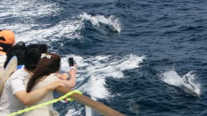 [사진] 돌고래떼와 함께 하는 바다여행