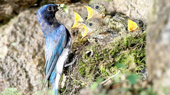 [사진] 광릉숲에 둥지 튼 큰유리새