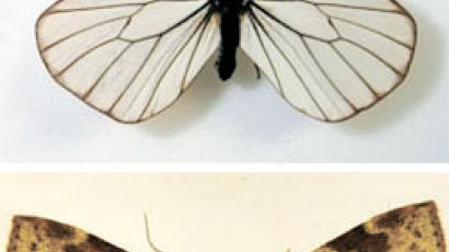 북한이 유출한 나비표본 서울로 귀환