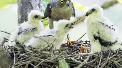 [사진] 붉은배새매 새끼들의 먹이 다툼