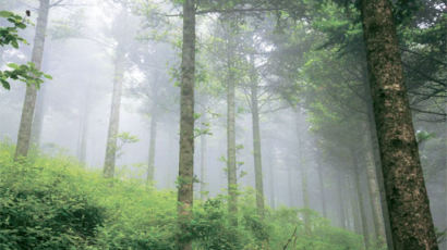 나무는 ‘탄소 통조림’… 지구촌 탄소배출량 33% 산림이 흡수