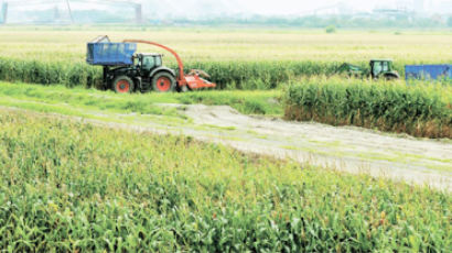 쌀 남아돌자 논에 고추·옥수수·약초 심어 …