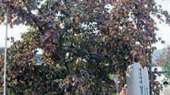 상주 ‘하늘아래 첫 감나무’있는 특구에 곶감공원
