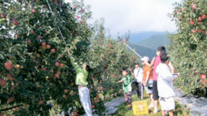 장수 특산 붉은색 농산물 사과·한우·오미자와의 만남