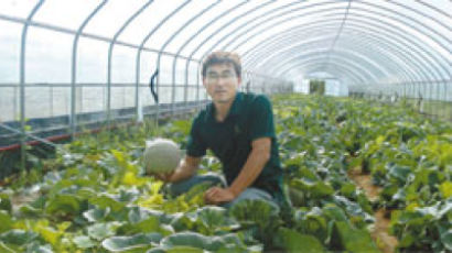 천안농기센터, 네트멜론 재배 성공