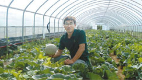 천안농기센터, 네트멜론 재배 성공